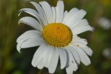 Leucanthemum ircutianum