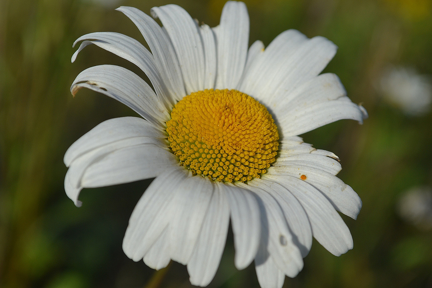 Изображение особи Leucanthemum ircutianum.