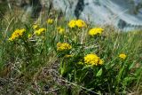 Patrinia sibirica