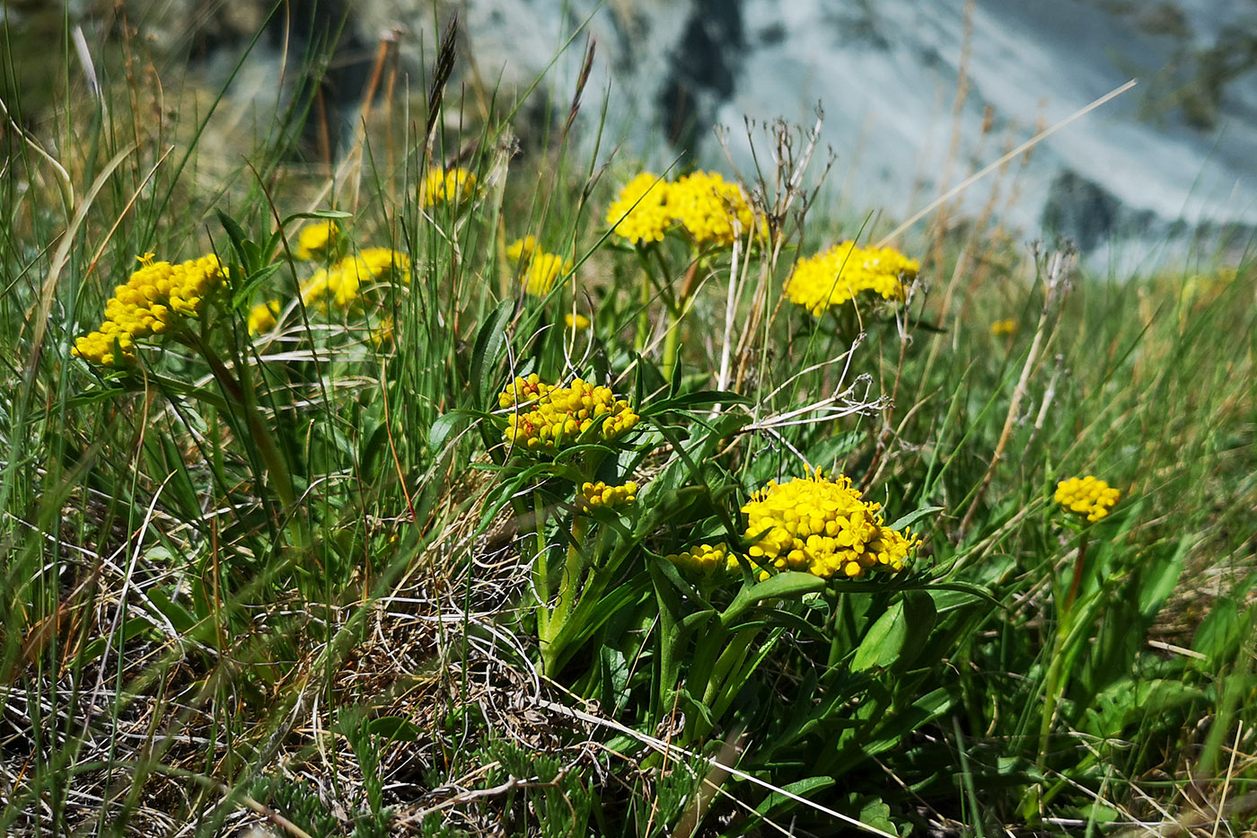 Image of Patrinia sibirica specimen.