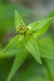 Asperula caucasica. Верхушка побега с развивающимся соцветием. Краснодарский край, Мостовский р-н, окр. горы Малый Тхач, в расщелине скалы. 11.06.2019.