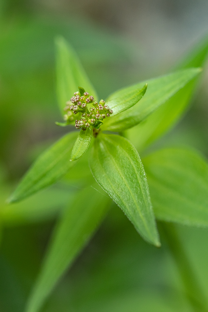 Image of Asperula caucasica specimen.