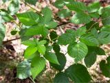 Rubus nessensis. Верхушка веточки. Беларусь, Витебская обл., дер. Сурмино, обочина грунотовой дороги в смешанном лесу. 30.07.2019.