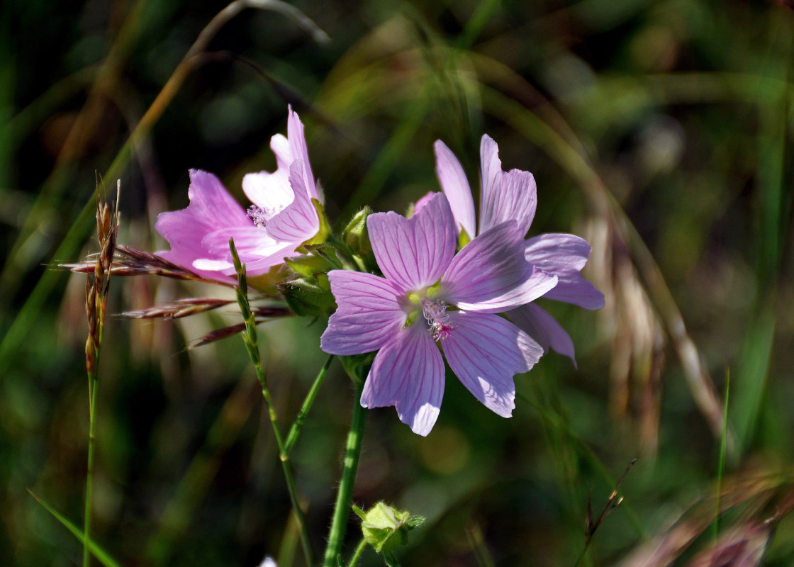 Image of Malva moschata specimen.