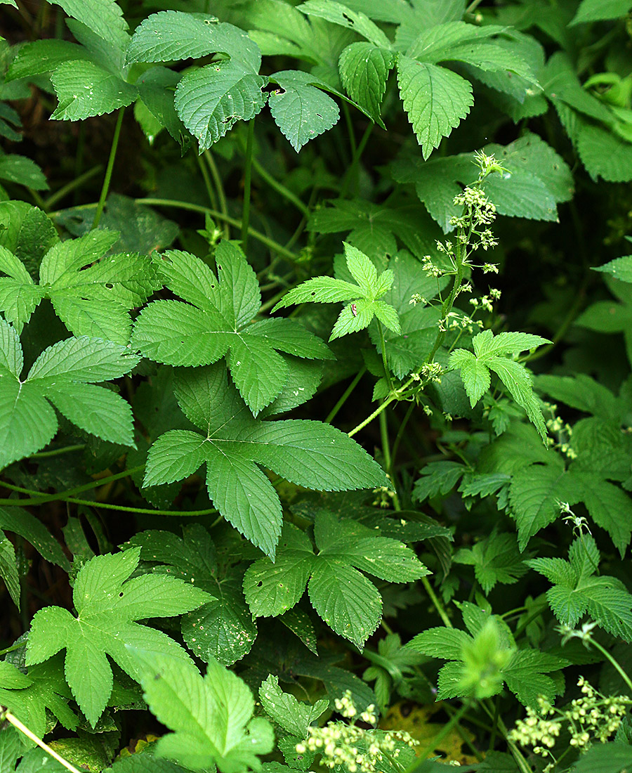 Изображение особи Humulopsis scandens.