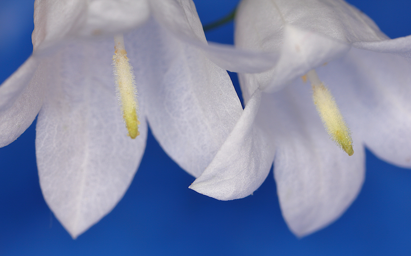 Изображение особи Campanula rotundifolia.