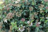 Viburnum tinus