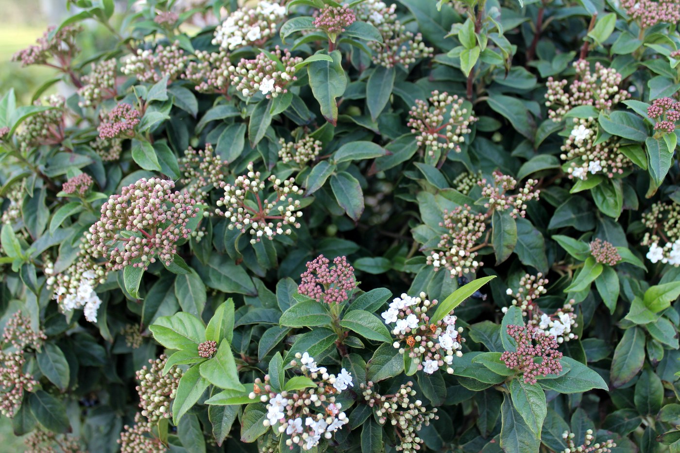 Изображение особи Viburnum tinus.