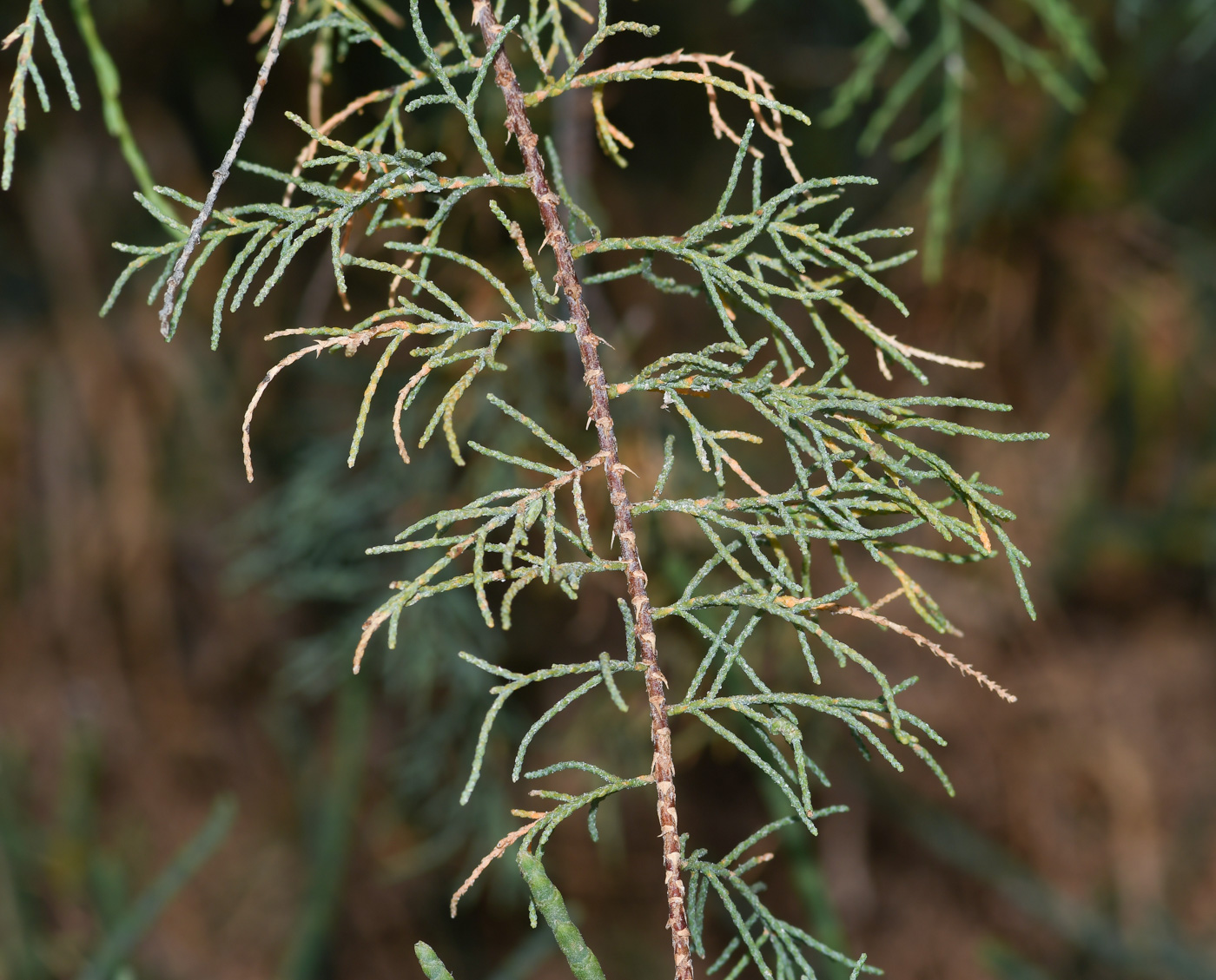 Изображение особи Tamarix canariensis.