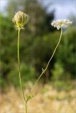 Daucus carota. Верхушка плодоносящего и цветущего растения. Псковская обл., Печорский р-н, Изборско-Мальская долина восточнее оз. Городищенское, суходольный разнотравно-злаковый луг. 03.08.2019.