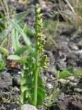 Botrychium lunaria. Спороносящее растение. Камчатский край, Елизовский р-н, природный парк \"Вулканы Камчатки\", кордон \"Авачинский преревал\", подножье вулкана Авачинский (2741 м), разнотравно-кустарничковая горная тундра, 1200 м н.у.м. 05.08.2010.