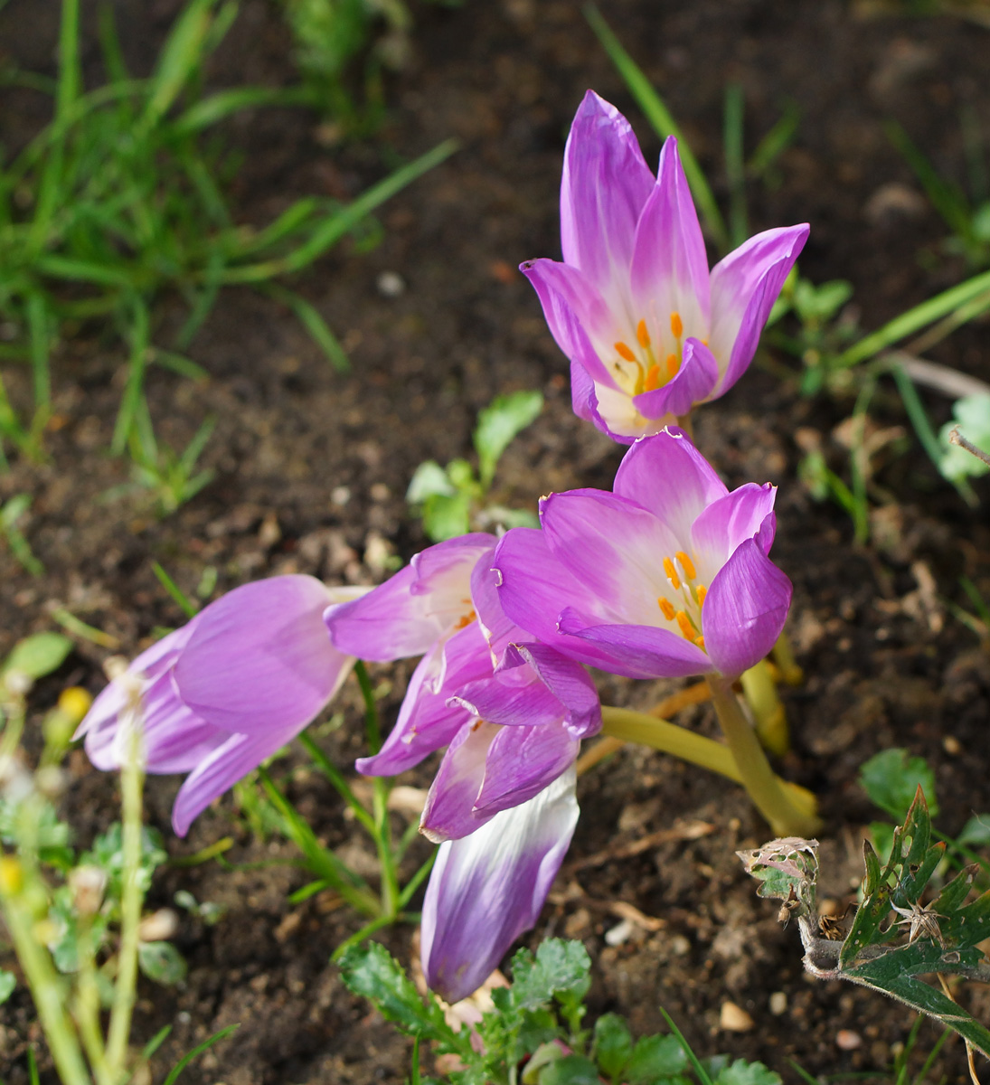 Изображение особи Colchicum speciosum.