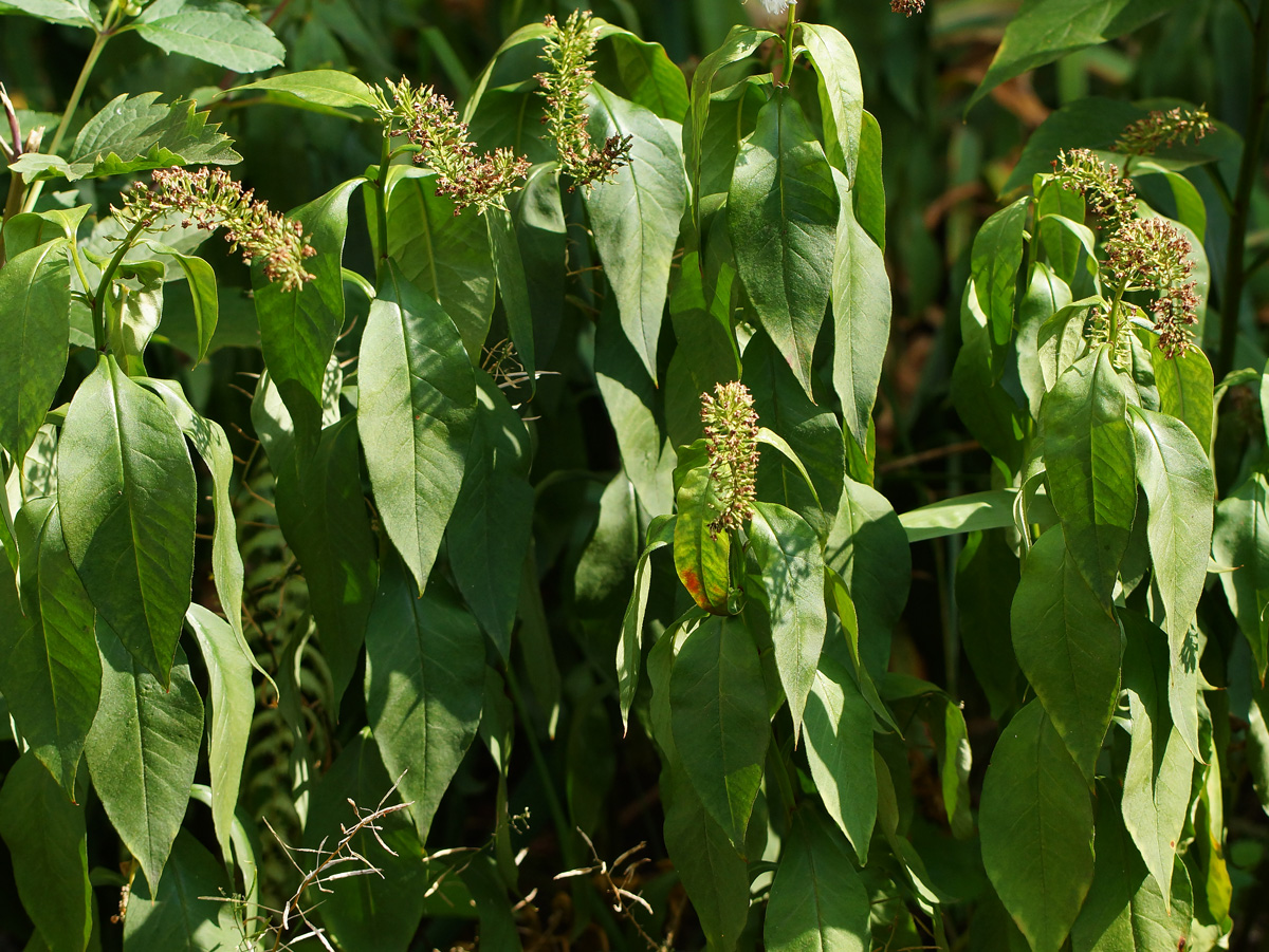 Image of Lysimachia clethroides specimen.