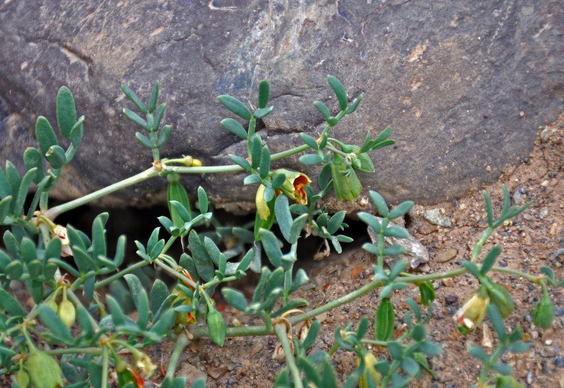 Изображение особи Zygophyllum pinnatum.