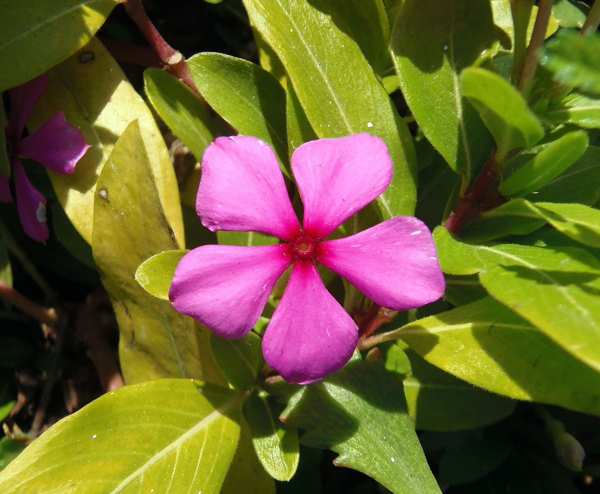 Изображение особи Catharanthus roseus.