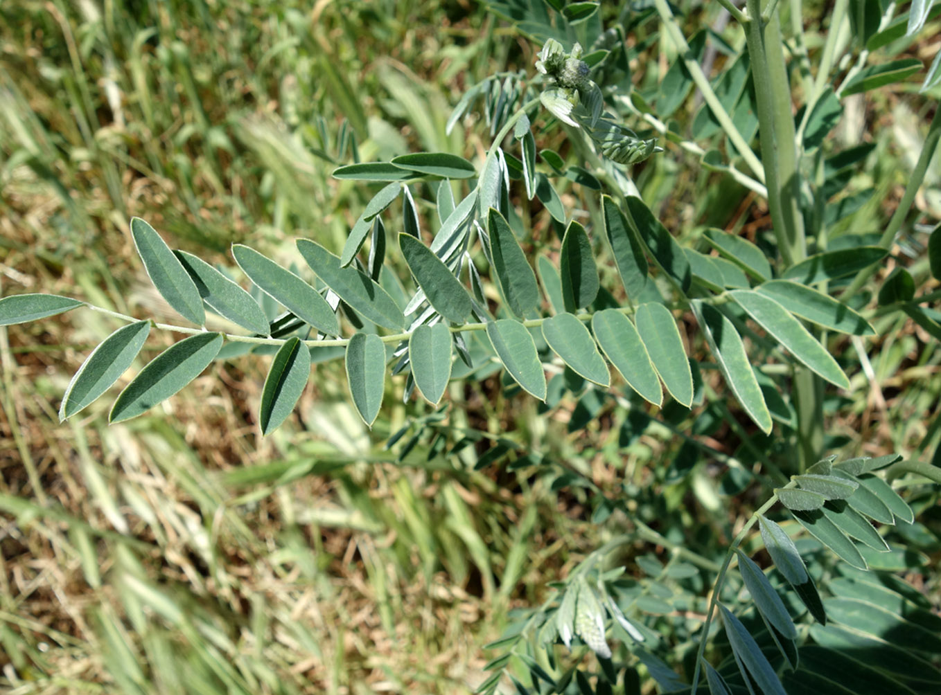 Image of Pseudosophora alopecuroides specimen.