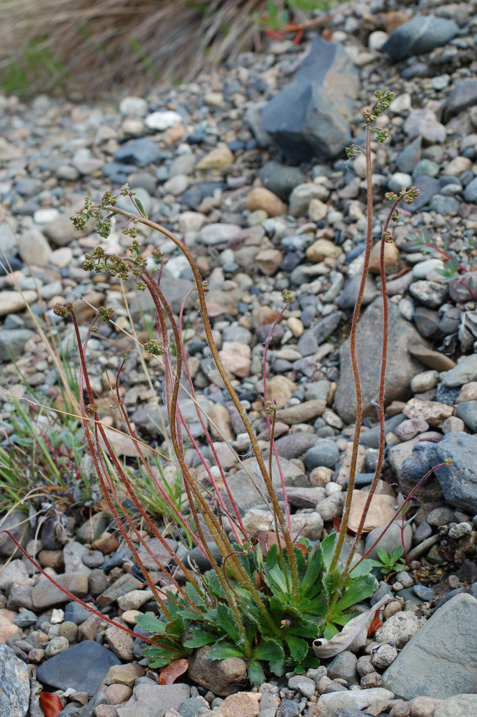 Image of Micranthes foliolosa specimen.