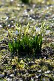 Leucojum vernum