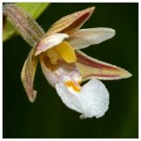 Epipactis palustris. Цветок. Республика Татарстан, Верхнеуслонский р-н, окр. д. Ст. Барышево, ключевое болото. 25.06.2010.