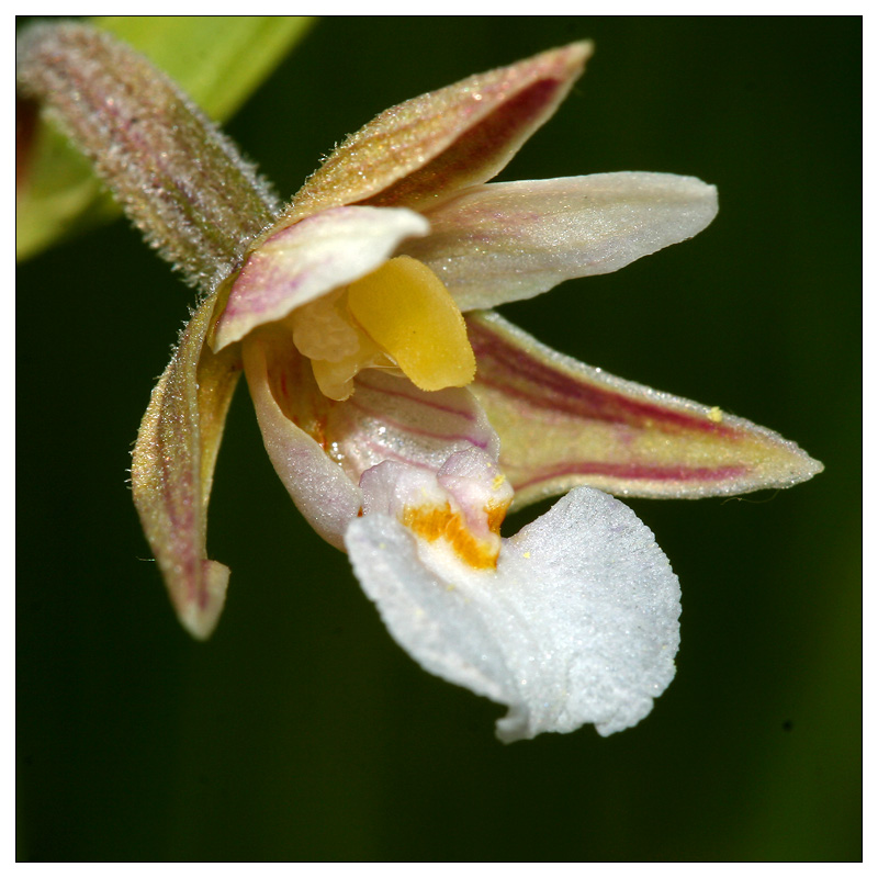 Изображение особи Epipactis palustris.