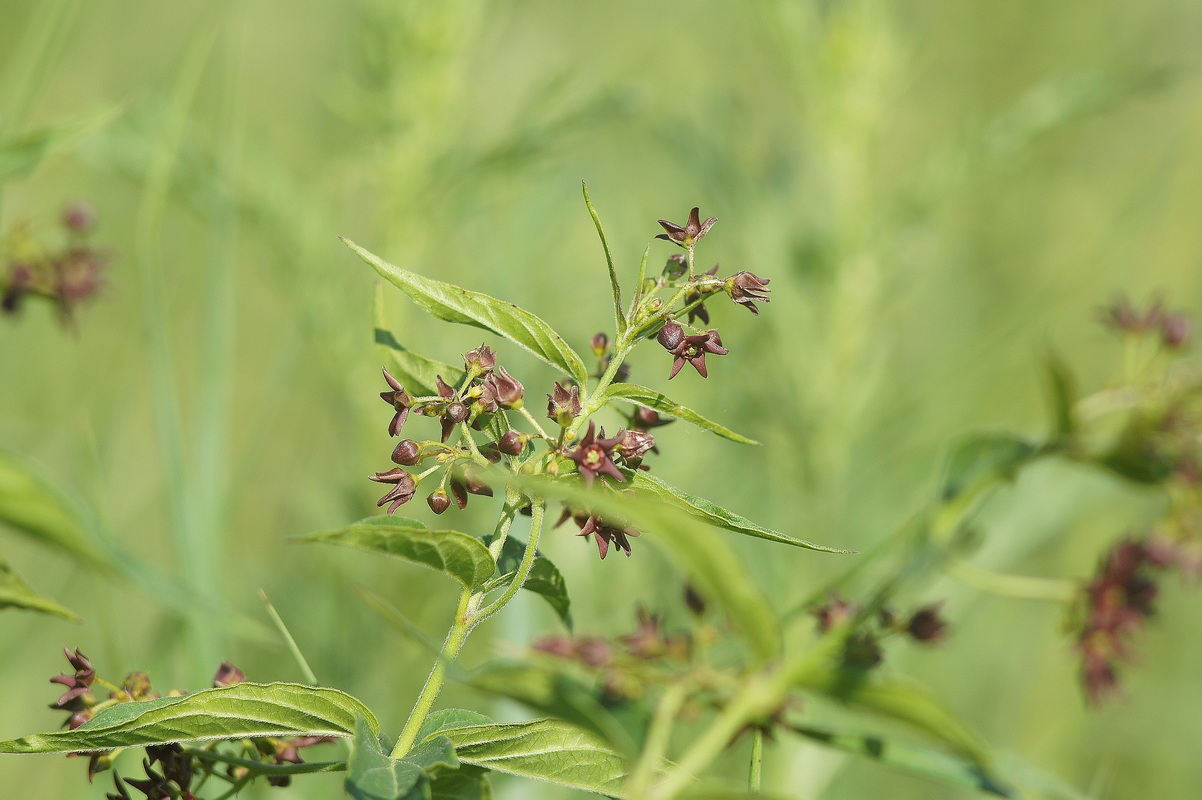 Image of genus Vincetoxicum specimen.