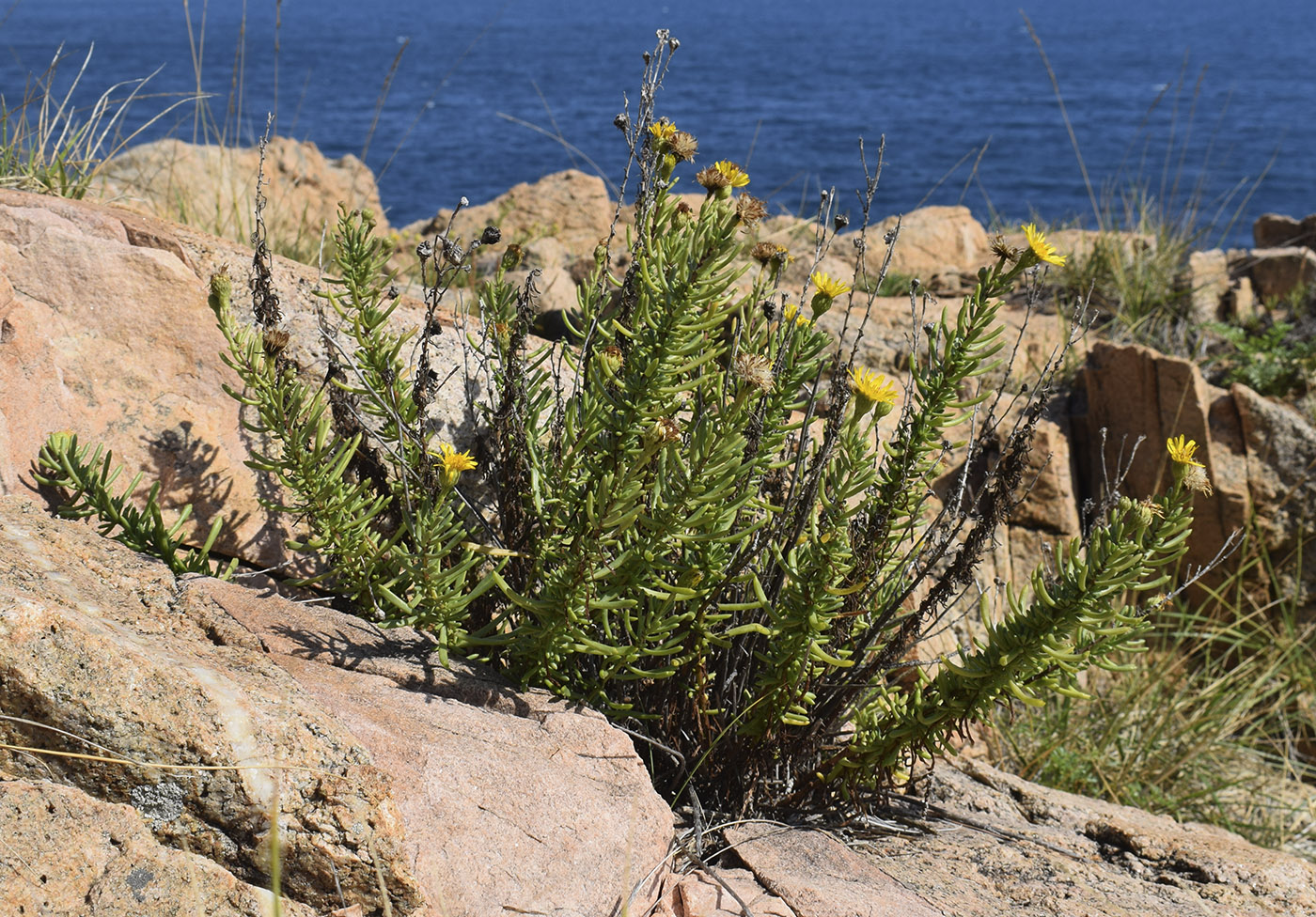 Изображение особи Limbarda crithmoides.