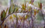 Chamaedaphne calyculata