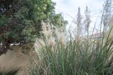 Cortaderia selloana. Верхушка цветущего растения. Намибия, регион Erongo, г. Свакопмунд, территория гостиницы. 03.03.2020.