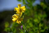 Lilium monadelphum