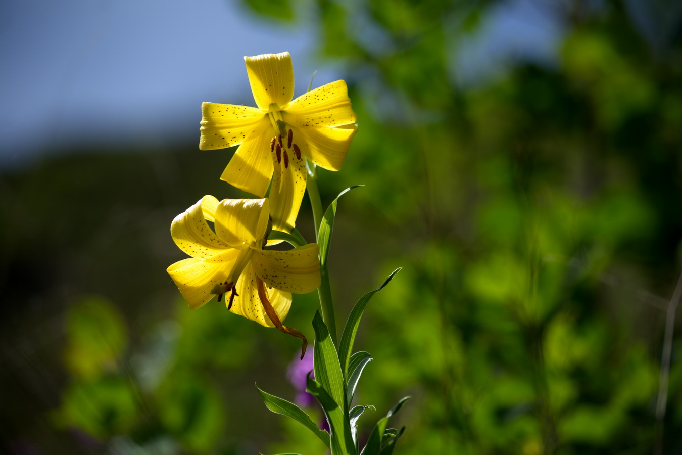 Image of Lilium monadelphum specimen.