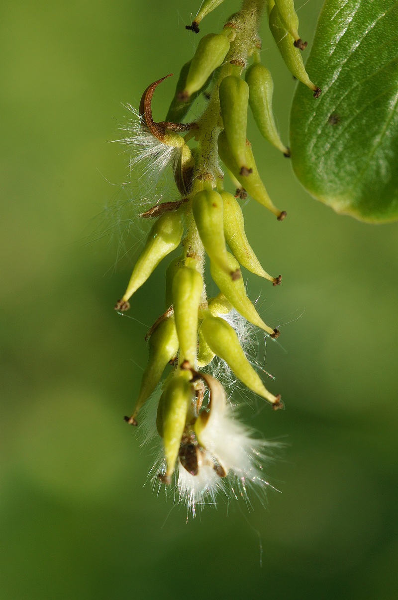 Изображение особи Salix &times; fragilis.