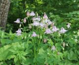 Aquilegia vulgaris. Верхушка цветущего растения. Калужская обл., Боровский р-н, дер. Сатино, край небольшого леска. 9 июня 2020 г.