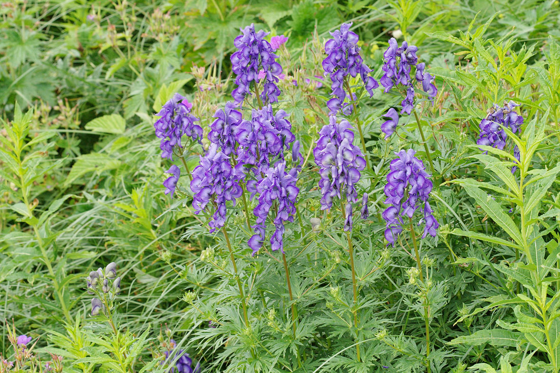 Изображение особи Aconitum cymbulatum.