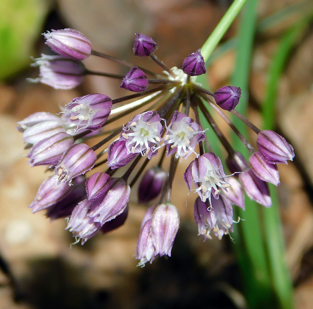 Image of Allium rotundum specimen.