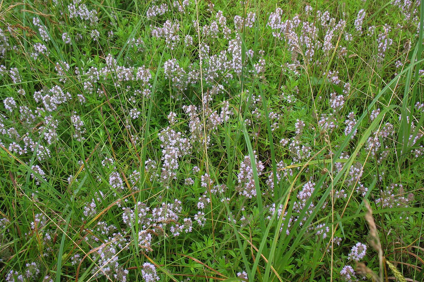 Image of Thymus marschallianus specimen.