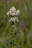 Galium boreale. Верхушка цветущего растения. Башкортостан, Ишимбайский р-н, гора Тратау, заросший разнотравьем склон горы. 23.06.2020.