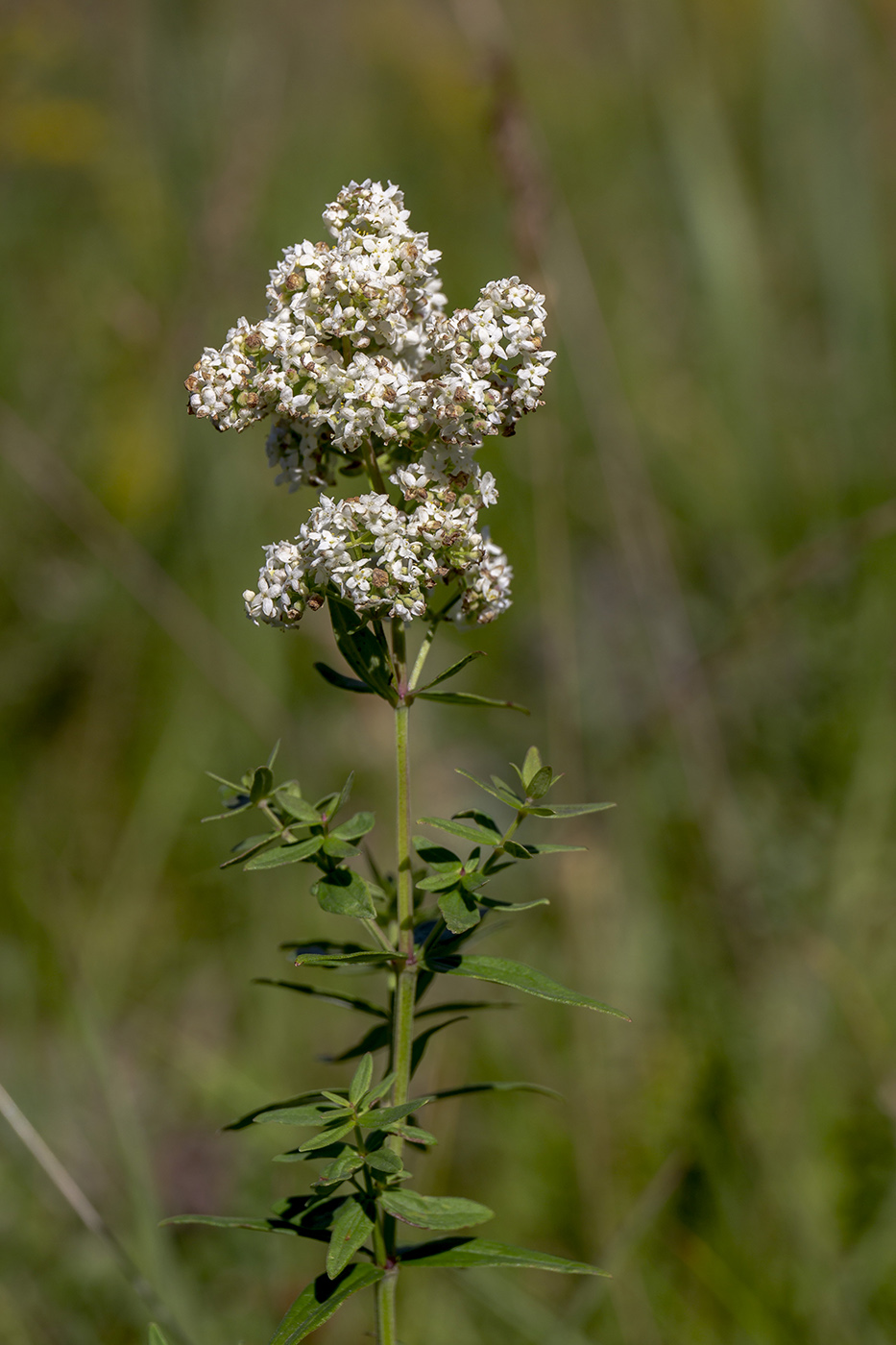Изображение особи Galium boreale.