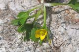 Ranunculus talassicus. Выкопанное цветущее растение. Узбекистан, Чаткальский хр., окр. перевала Даван (Турасай) близ Арашанских озёр, каменистый склон. 17.07.2020.