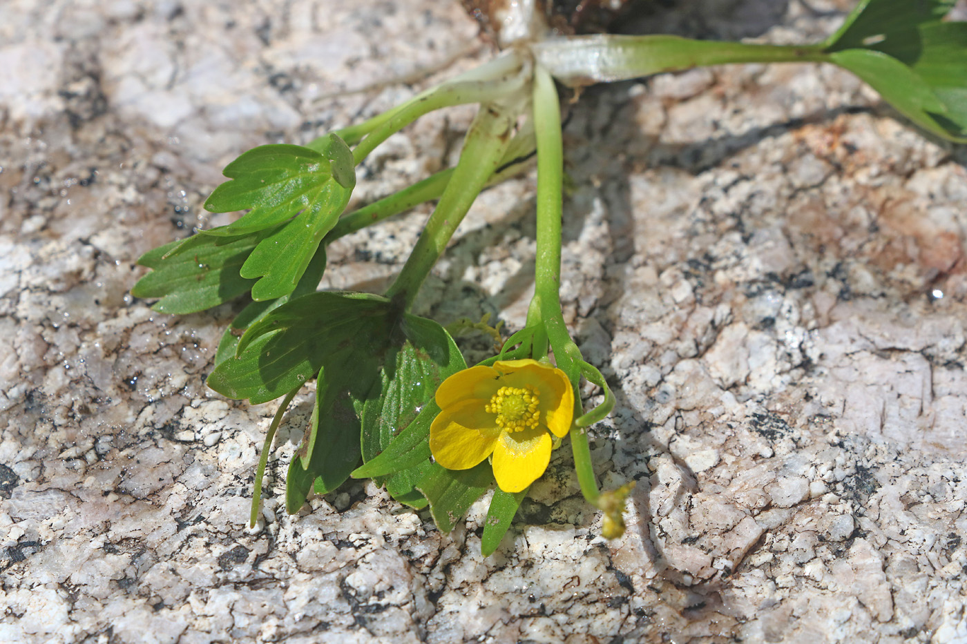 Изображение особи Ranunculus talassicus.