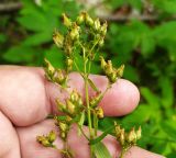 Hypericum hirsutum