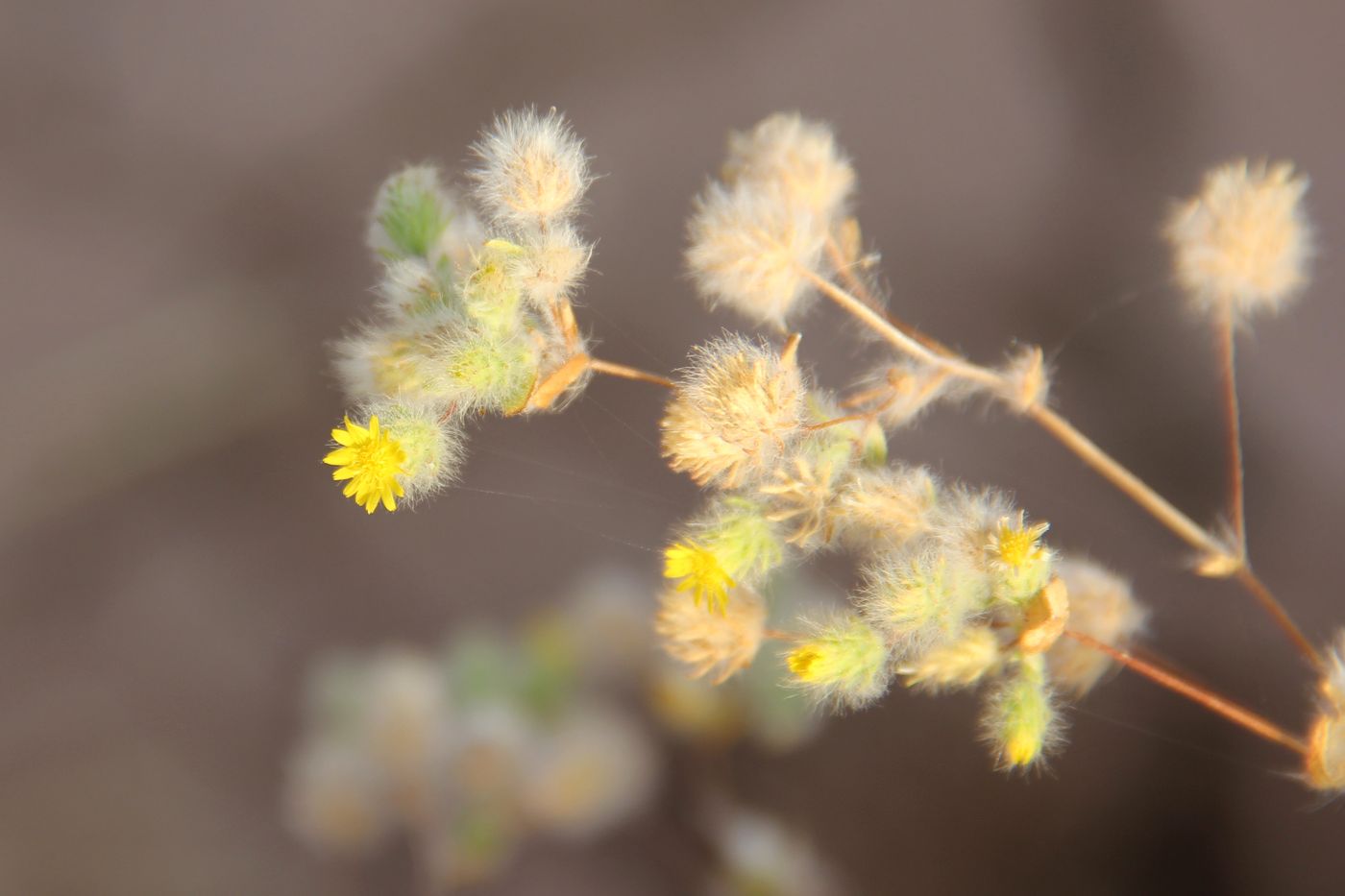 Image of Pentanema divaricatum specimen.