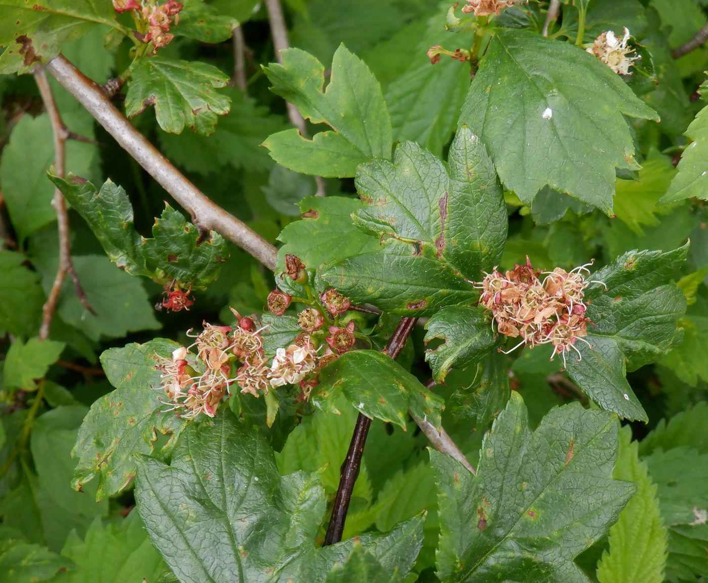 Изображение особи род Crataegus.