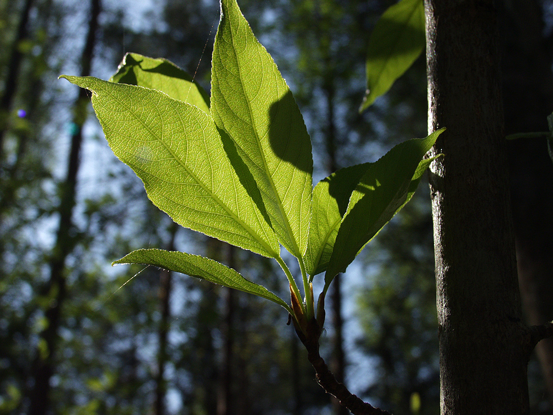 Изображение особи Populus longifolia.