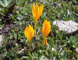 Crocus scharojanii