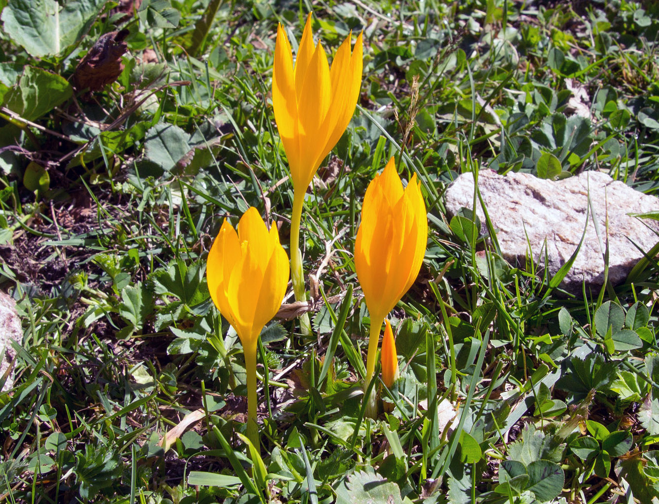 Image of Crocus scharojanii specimen.