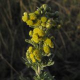 Artemisia absinthium. Верхушка цветущего растения. Воронежская обл., Острогожский р-н, окр. с. Сторожевое, сухой луг. 3 августа 2009 г.