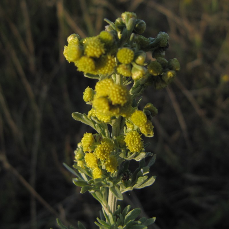 Image of Artemisia absinthium specimen.