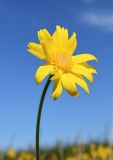 Arnica frigida