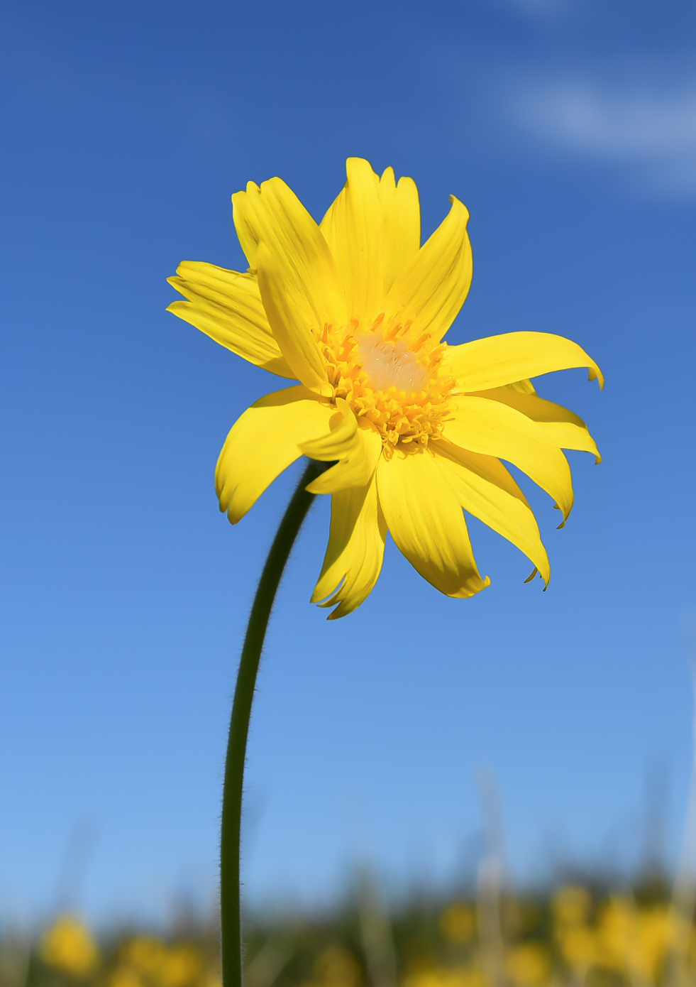 Image of Arnica frigida specimen.