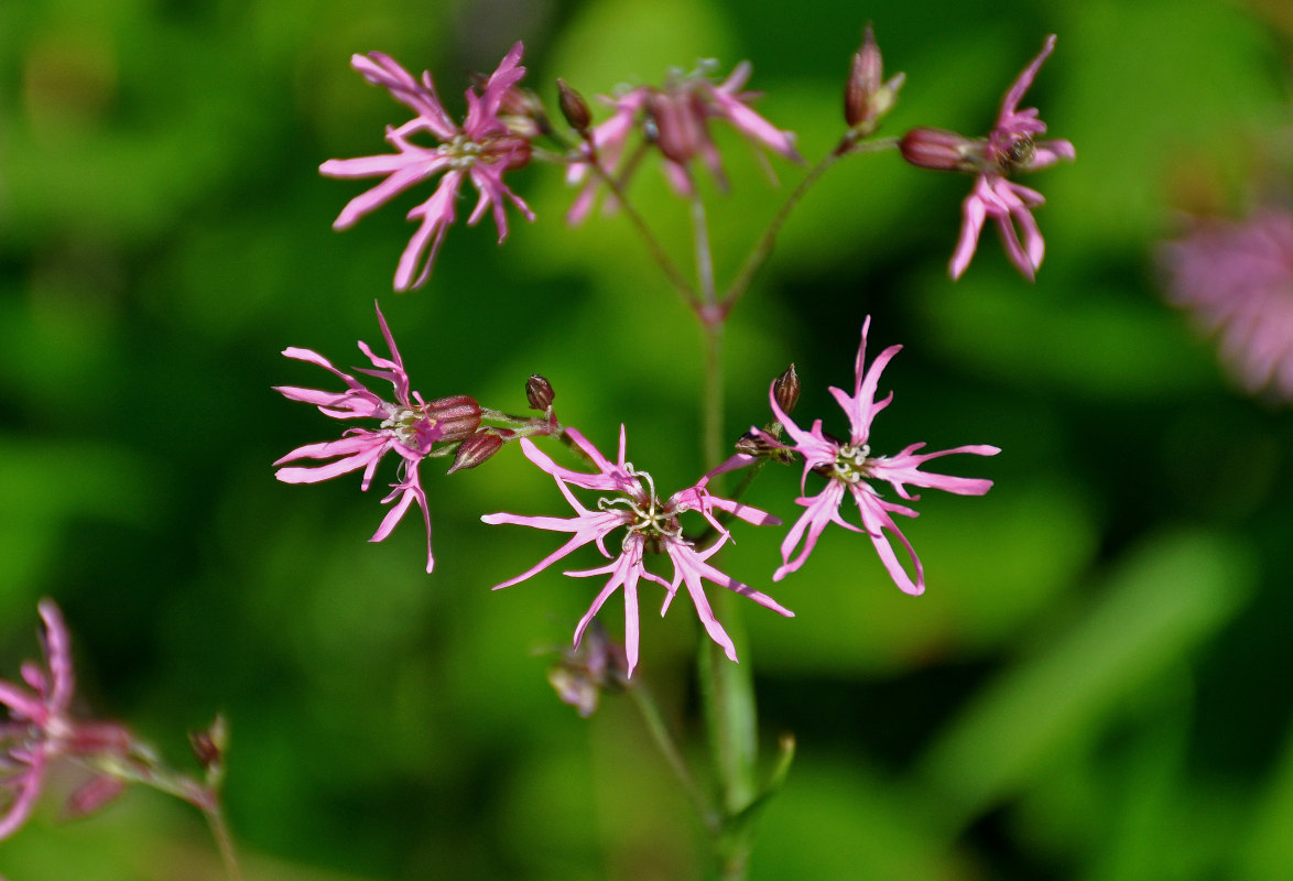 Изображение особи Coccyganthe flos-cuculi.